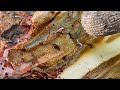 Reducing Pine Bark Beetles & Tractor Getting Old