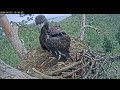 20240623🦅(RU)白尾海鵰- 熱鬧的拍翅練習😆😄-White-tailed eagles Chulman & Kama in Lower Kama National Park