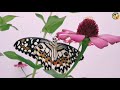 Beautiful Butterflies | Relaxing Video
