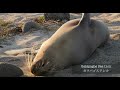 Galápagos Islands | Best Places to Visit | North Seymour Island [No Talking]【エクアドル ノースセイモア島 ガラパゴス諸島】