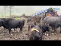 Naturally Peaceful And Beautiful Himalayan Mountain Village Life| Rainy Season in Himalayes Nepal