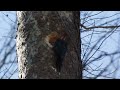 Pileated Woodpecker at Lake Conestee Nature Park 01/16/16
