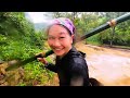 The girl is picking bamboo shoots