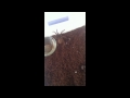 Megatron (Goliath Birdeater)