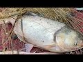 gill net fishing- Best net fishing  Big fish Hunting with Cast net in the village pond#cast