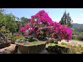 Quê Garden | Thiên đường Hoa check in sống ảo tuyệt đẹp ở đèo Mimosa Đà Lạt