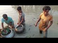 বিলে মাছ ধরা হচ্ছে #fishing #catching fish