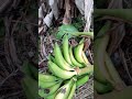 Reaping plantain from my backyard garden in Jamaica