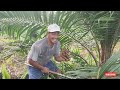 kastrasi tanaman kelapa sawit,pertamakalinya dilakukan menguras calon bakal buah dan bunga seludang,