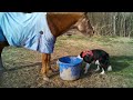 Horse Shares with Dog: Chester and Tank