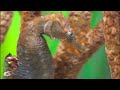 Amazing Seahorse Aquarium in 8K HDR - Soothing & Relaxing Music - 8K 4K UHD #RELAXING #4K #8K