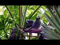 Hawaii Java sparrows preening and wiggling their adorable tails