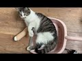 #cat #catbaby #catvideos #catlover #고양이 #고양이브이로그 #동물스타그램 #거기서 #뭐하냥