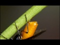 Large Rose Sawfly Laying Eggs