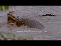 River predators: Crocodiles ambush zebras in the wild