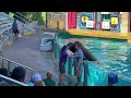 Sea Lion and Otter Spotlight Full Show | SeaWorld Orlando Florida 2023