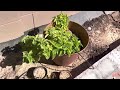 Garden|Vegitables|Cilantro|Fruits|Spinach