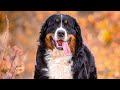 7 Things You Must NEVER do With Your Bernese Mountain Dog