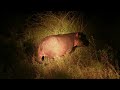 Cute elephant babies, chasing the light | Wildlife photography in Kruger Park, South Africa - Ep.4