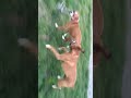 Boxers playing Tug a War!