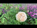 Tour My Roses Garden