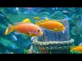 Aquarium 4K ULTRA HD - Explore The Best Of Sea Life, The Colors of the Ocean With Peaceful Piano
