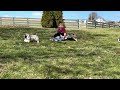 Mini Bernedoodle Puppies Playing