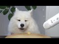 Dog Reviews Different Types of Food | Maya Monch Mission #7
