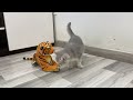 Funny Cats Vs Tiger Video 😻