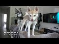 Alaskan Klee Kai: 10 reasons why you need a Mini Husky!