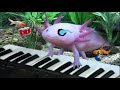 musical axolotl plays megalovania #shorts