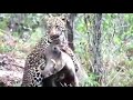 Leopard vs Boar An amazing survival battle!