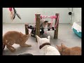 Pets Being Silly: A Compilation of Laughs 🐶🤣 Best Funniest Animals Video 2024 😹