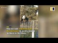 Giant panda escapes from enclosure at Beijing Zoo