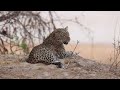 African Wild Dogs and Hyenas Battle for Dominance | Hot Life in Africa 104