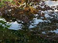 SOLITARY COPPER BEECH TREE