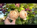 English Rose Garden in June | Full Tour of the first flush of roses | David Austin Roses and more …