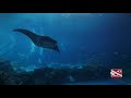 Diving with Whale Sharks and Manta Rays in the biggest aquarium in the world!