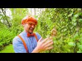 Blippi Visits a Greenhouse | Educational Videos For Kids