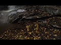 Base of Waterfall in Autumn, Ricketts Glen State Park, Pennsylvania, USA