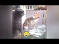 Funniest Cats 🤣😆 Funny Animal Videos 🐕