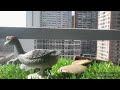 Stop motion corto de un ganso  persiguiendo a un pato (leer descripción)