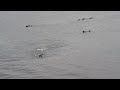 Sea otter preying on seabird at Morro Rock