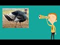 Turkey Facts for Kids