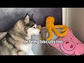 Husky Shows His House Guest Who’s Boss!