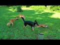 All dogs play together
