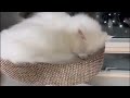 The best cute and funny cat videos of 2024