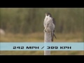 Top 5 Fastest Birds in the World: Fastest Animals on Earth - FreeSchool Creature Countdown