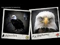 White-bellied Sea-Eagles of Australia: Going Home For The First Time...