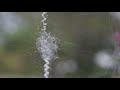 Garden spider can't stand the sprinklers in the yard